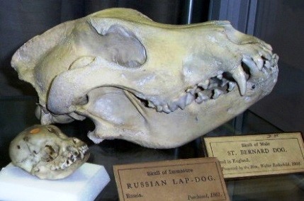 Dog Skull Teeth